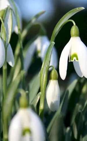 Spring flowers snowdrops