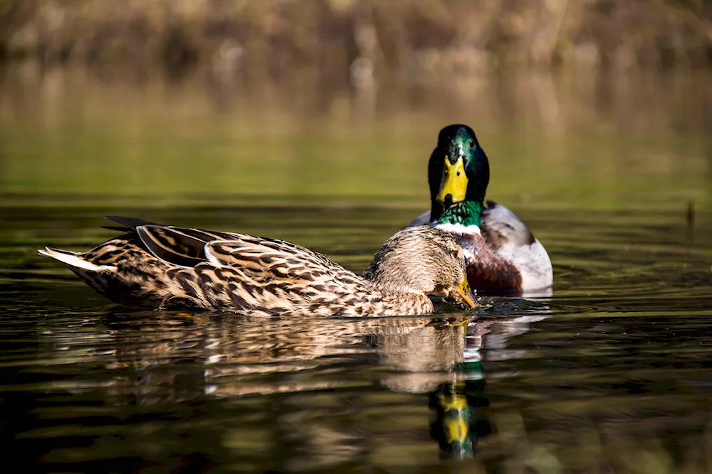 Spring ducks