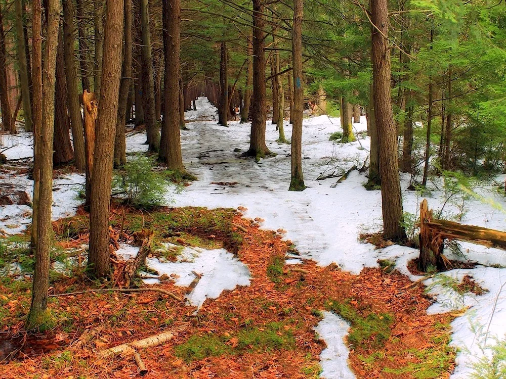 Early Spring in the forest