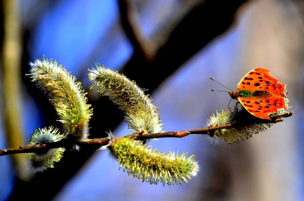 Spring background for desktop