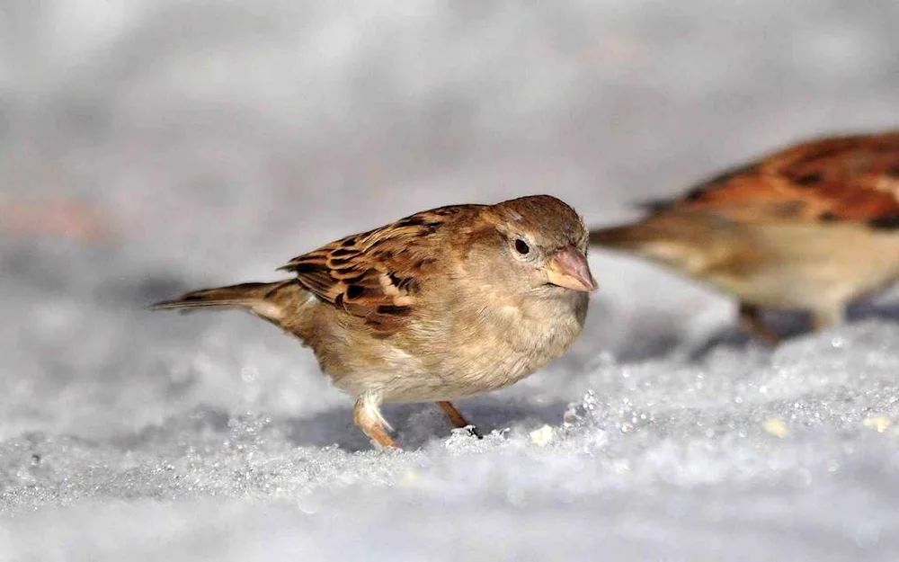 Singing Sparrow