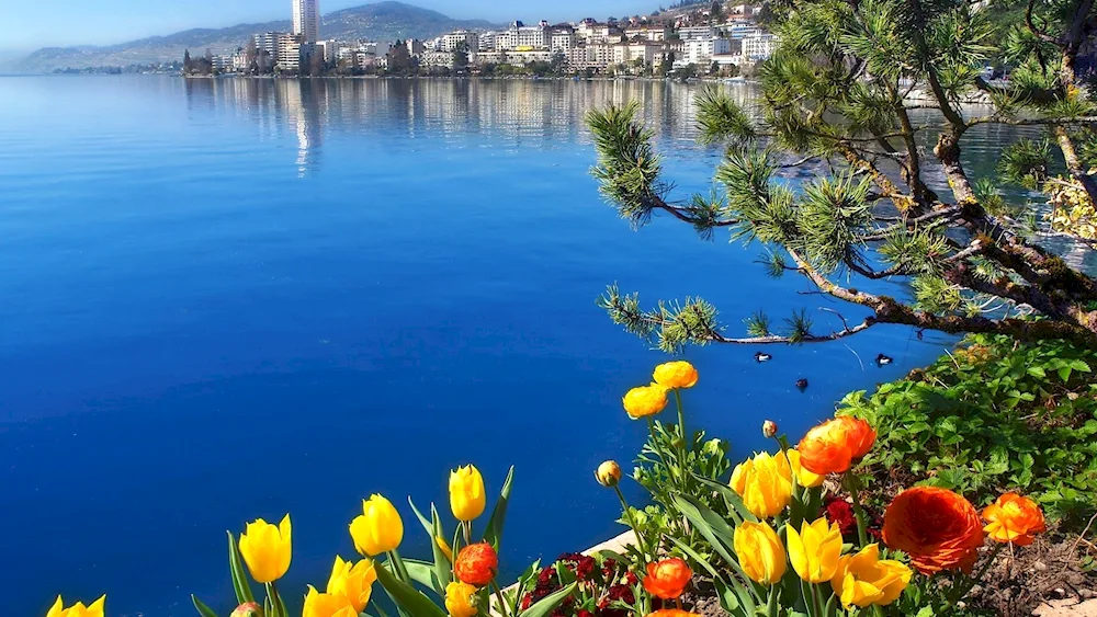 Spring Lake Geneva Montreux