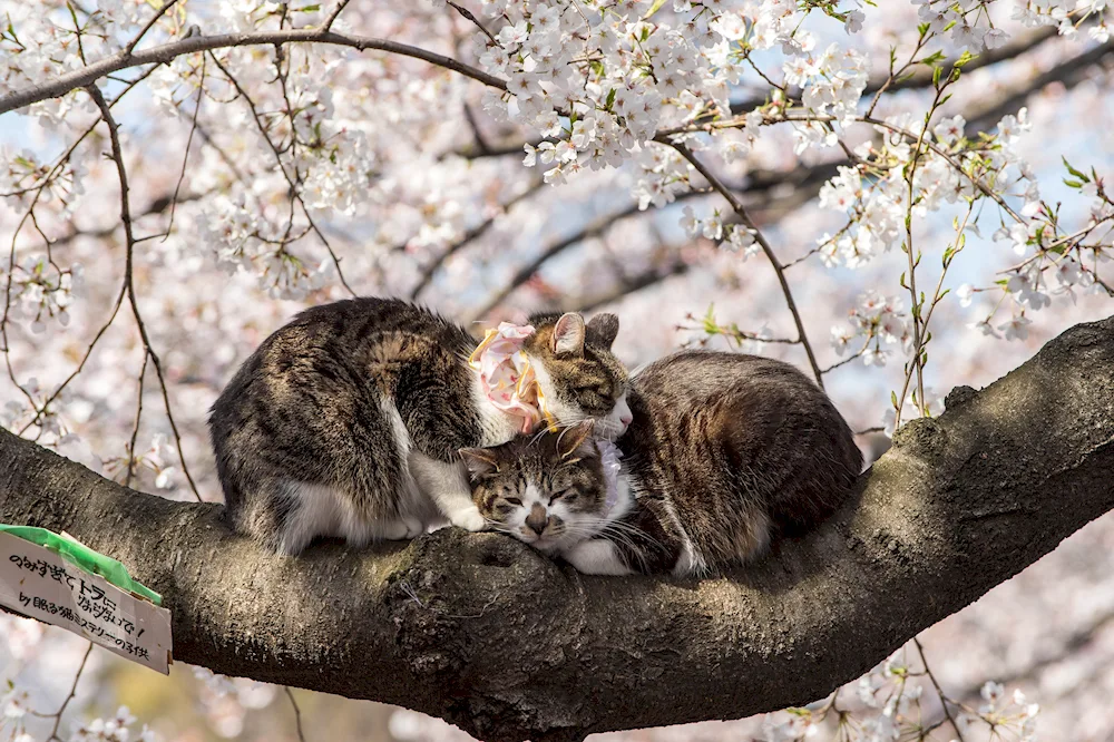 Beautiful flowers and animals