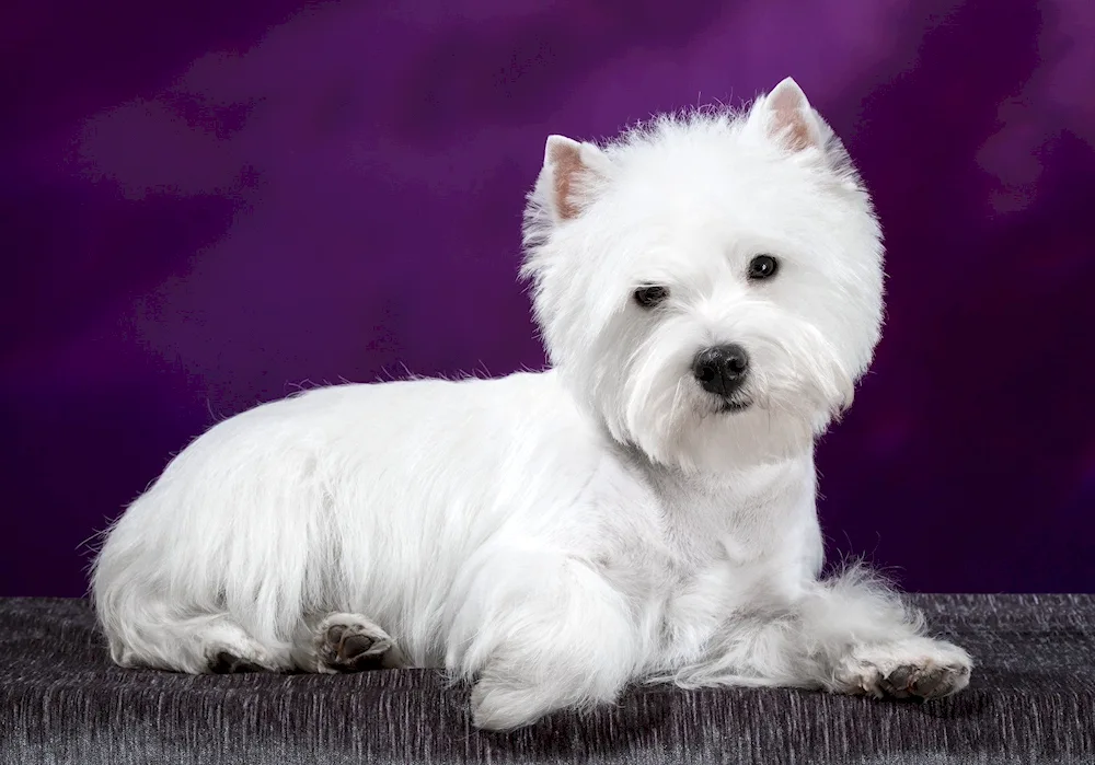 West Highland Terrier