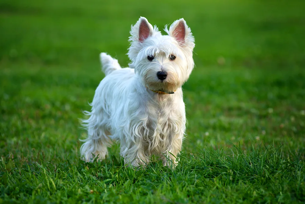 White Terrier White Terrier puppies