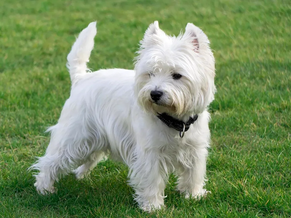 West Highland White Terrier