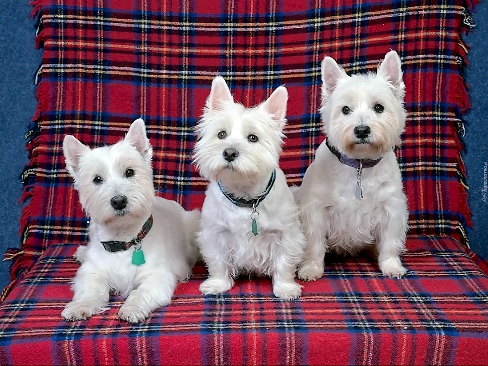 West Highland Terrier