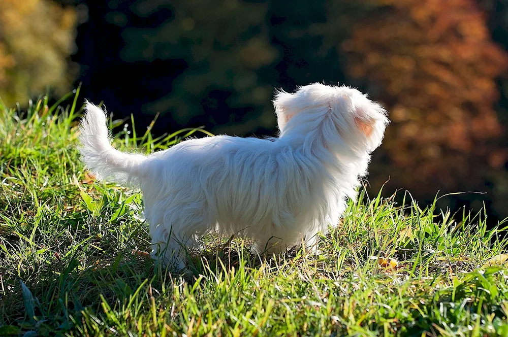 Japanese Spitz