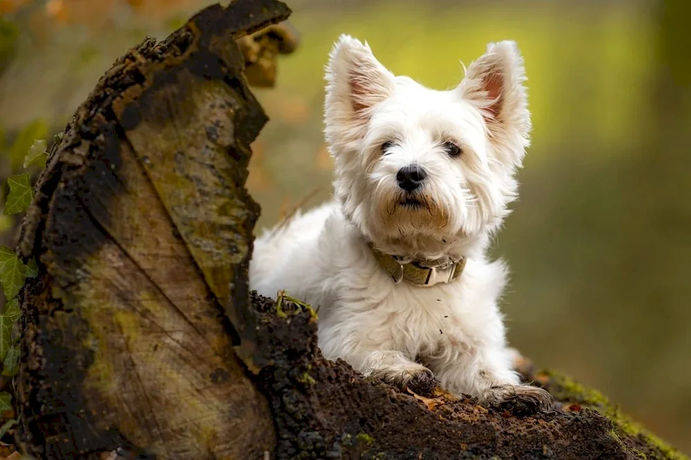 West Highland White- Terrier