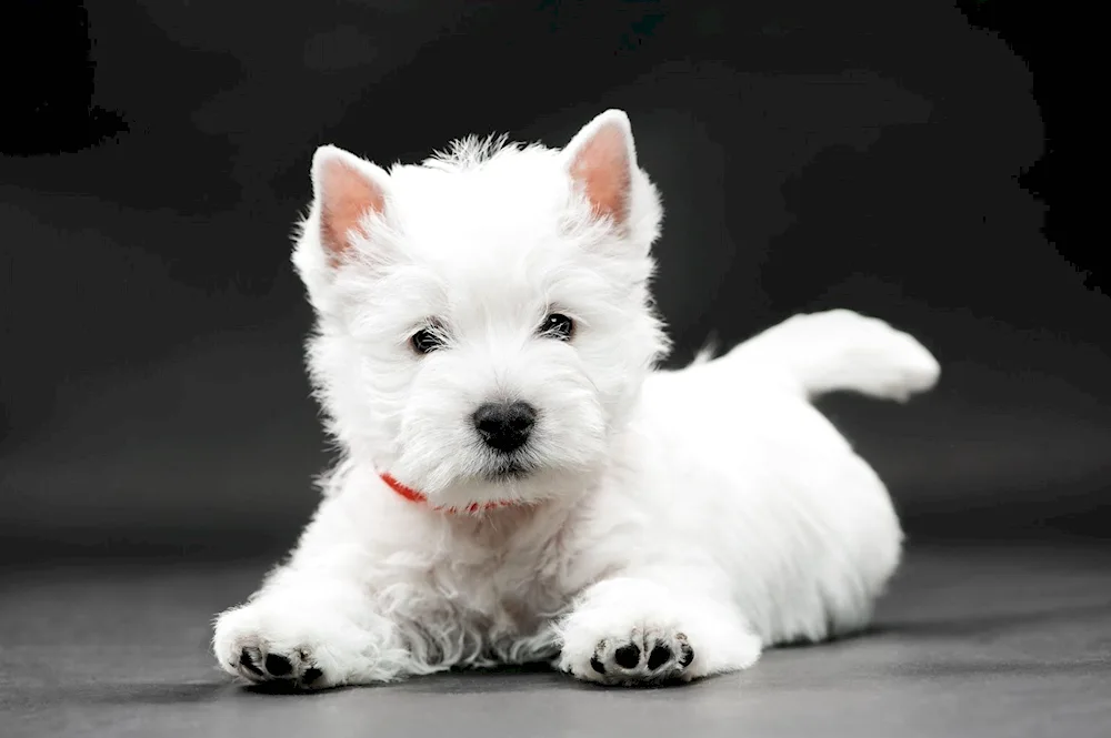 West Highland White Terrier