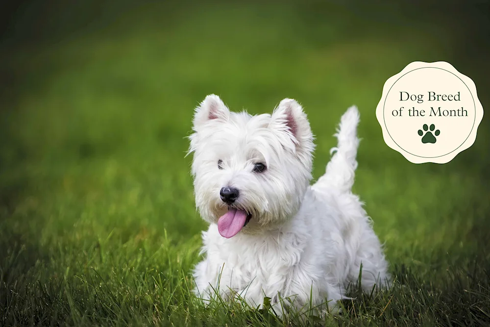 West Highland Terrier