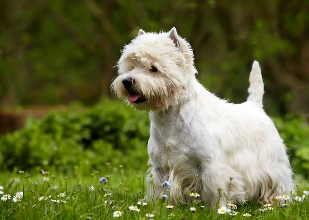 Pomeranian Dwarf Spitz White