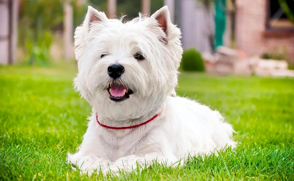 Maltese Bichon