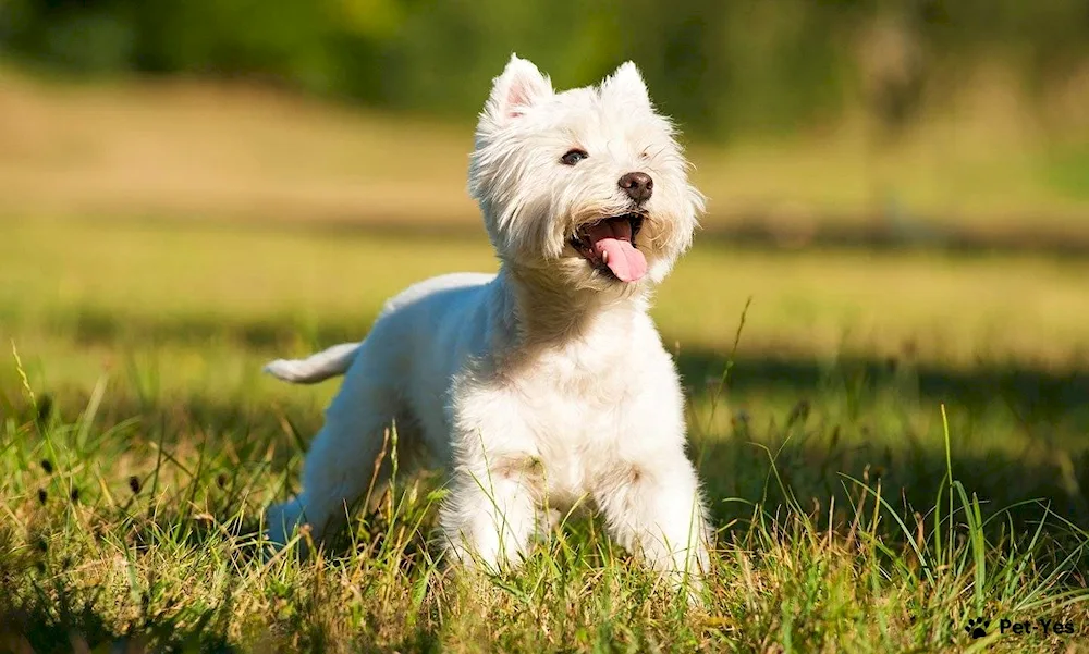 West Highland-White Terrier Terrier