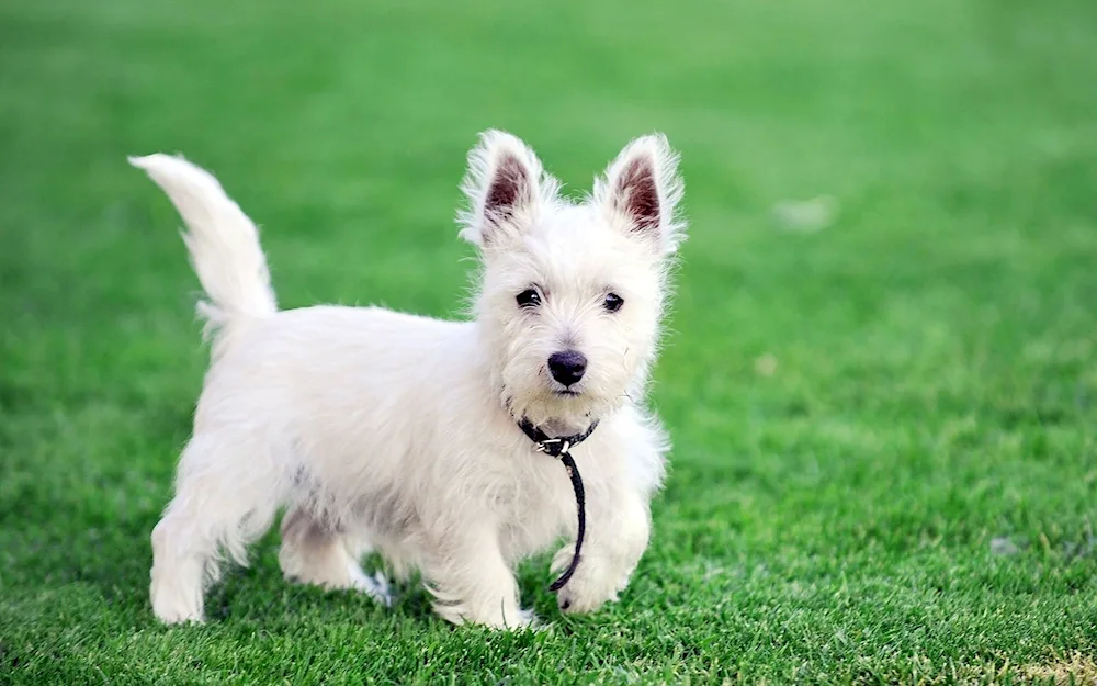 West Highland Terrier