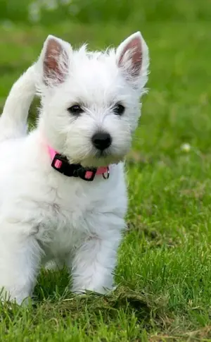 West Highland Terrier