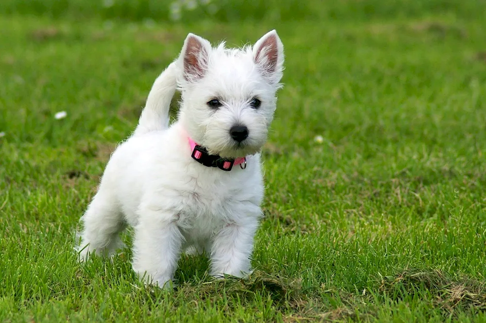 West Highland Terrier