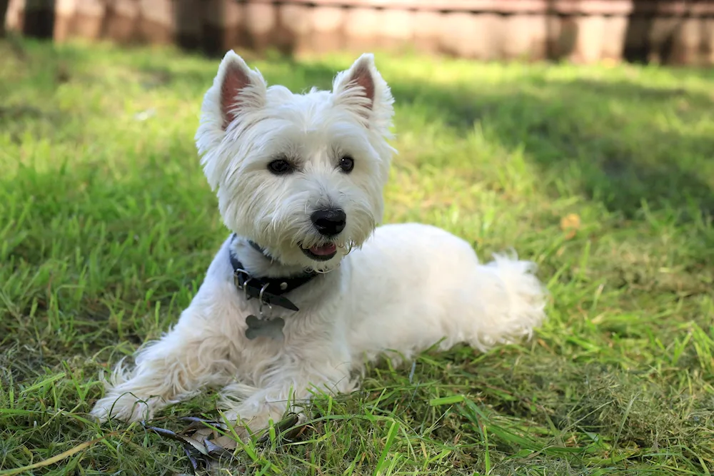 Bichon White Terrier