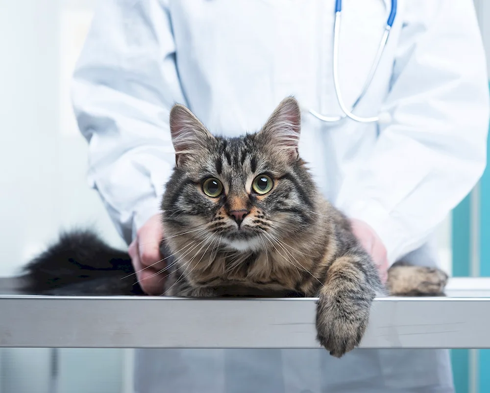 Veterinarian with a cat