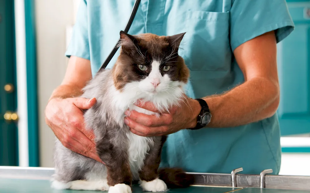 Veterinarian with a cat