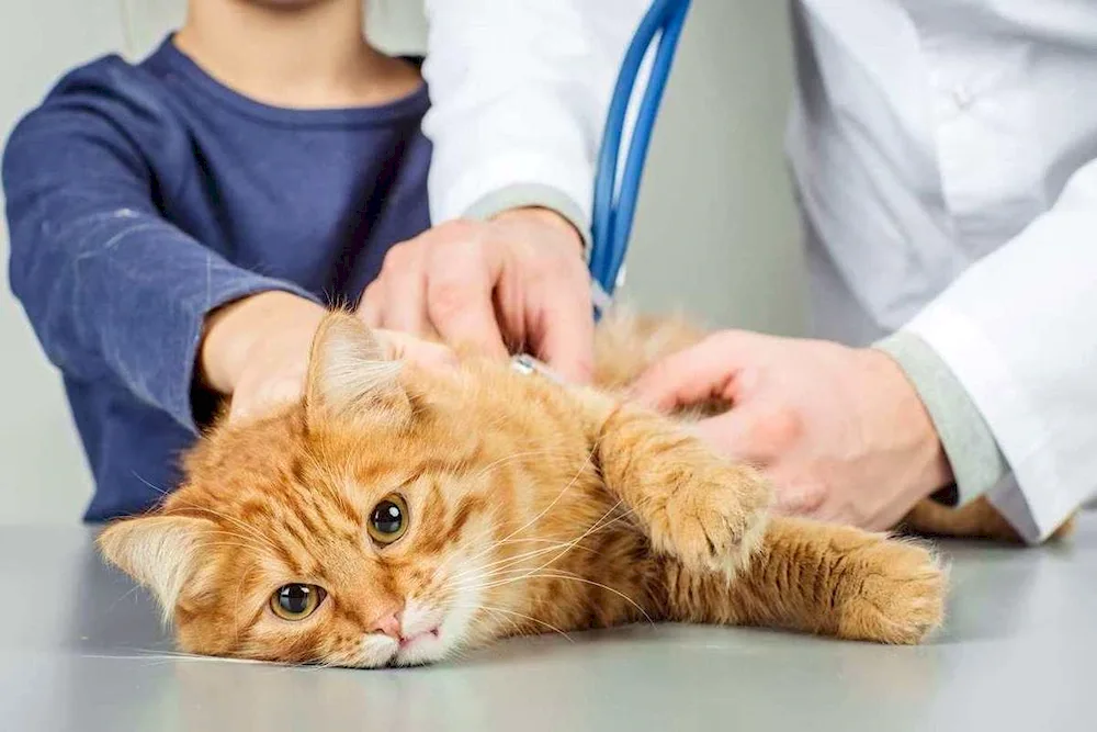 Veterinarian with a cat