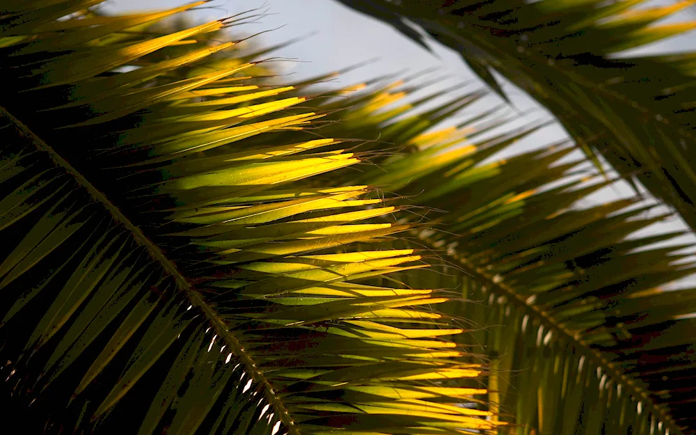 Palm plant