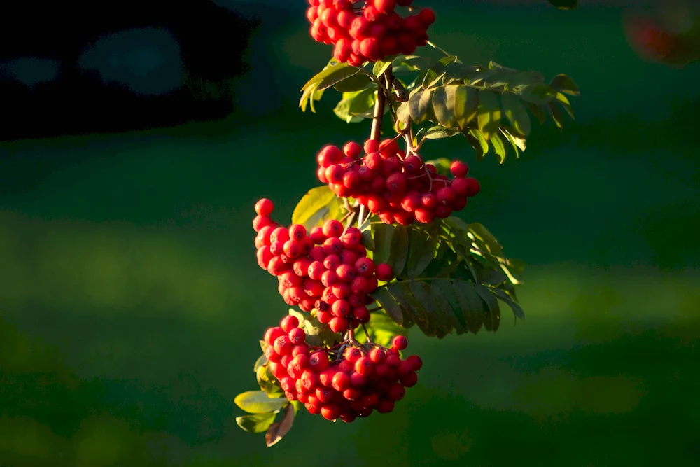 Rooseberry bush branch