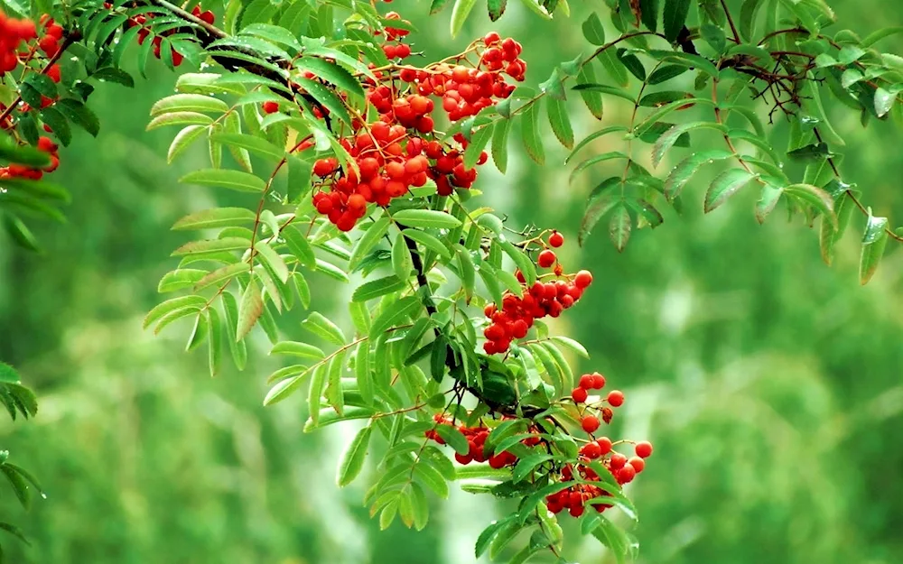 Garnetberry