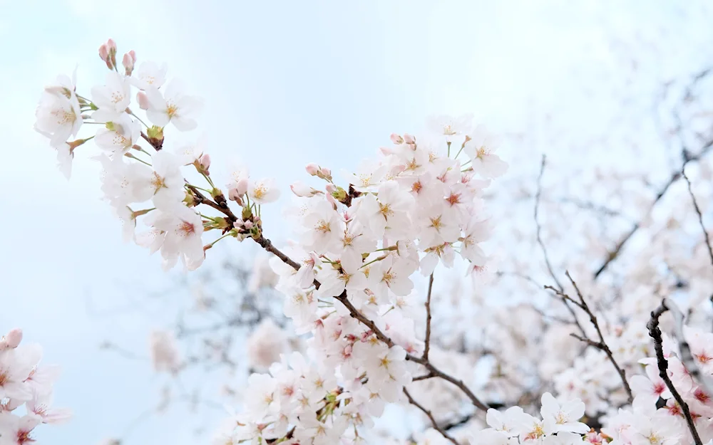 Sakura blossom branch