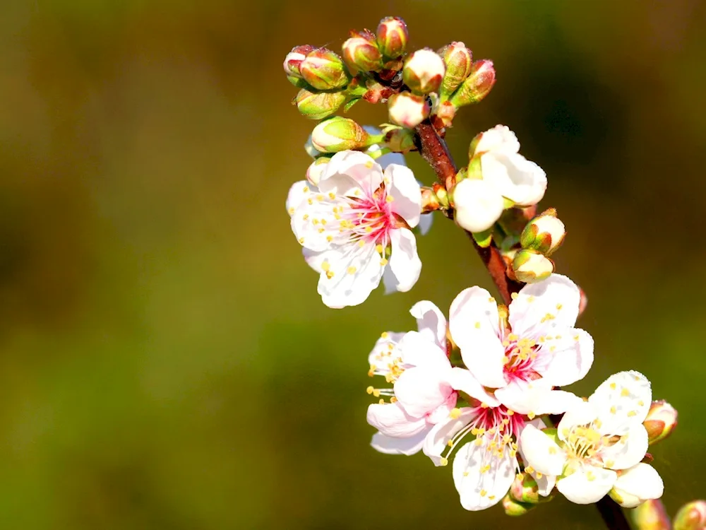 Blooming branch