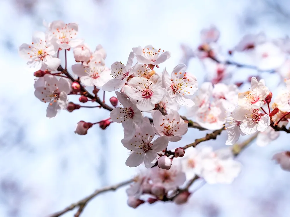 Sakura blossom branch