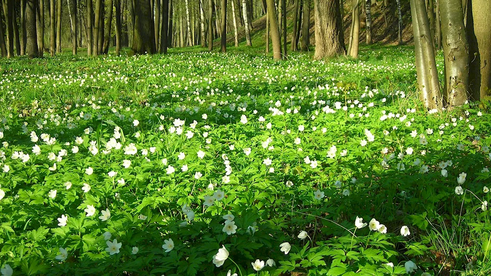 Vetrenitsa Lesnaya Polyanka.