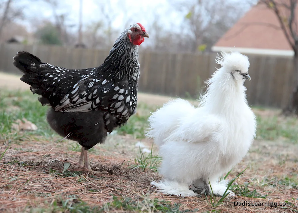 Redbro hens