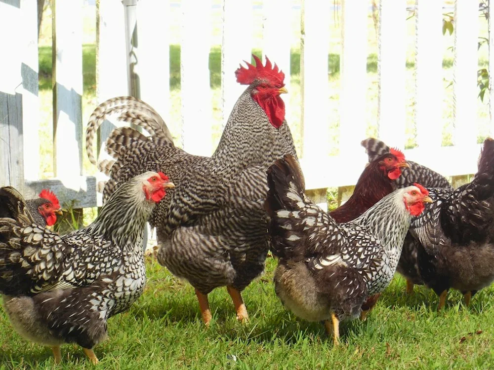 Dominant partridge hens