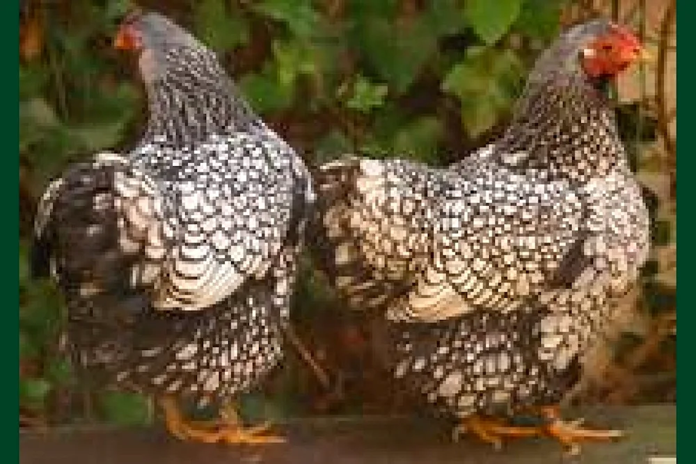 Breckel golden black-capped hens