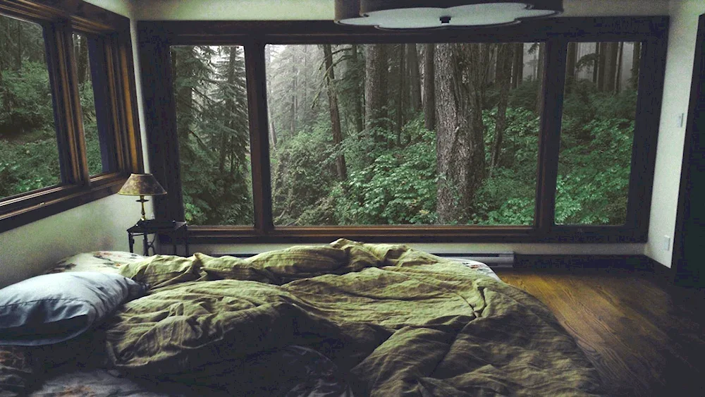 Window view of the forest