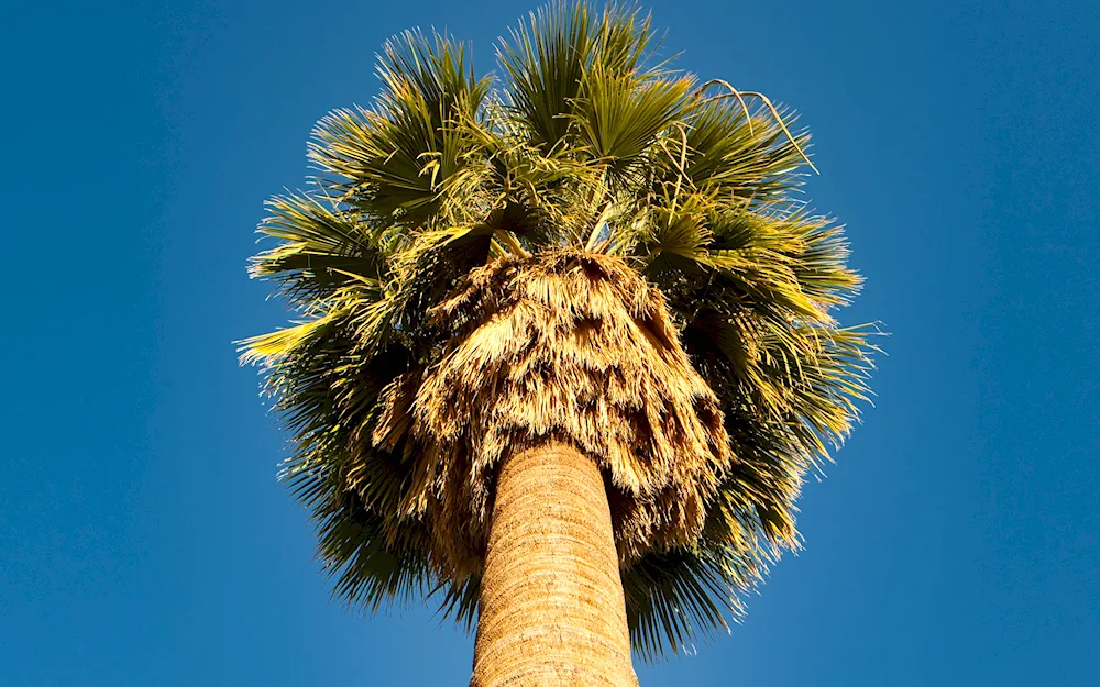 Vidal palm