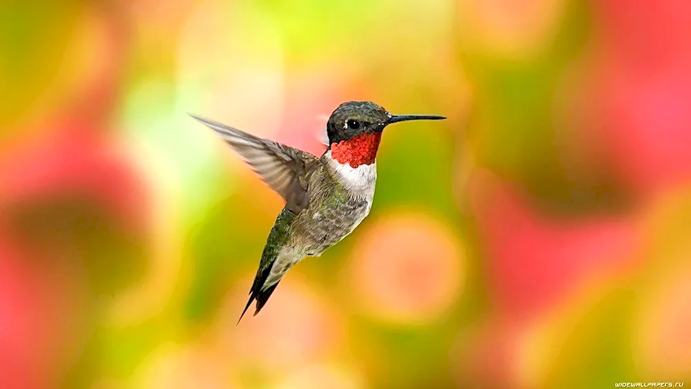 Paradise flycatcher