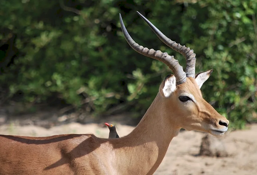 Antelope gazelle