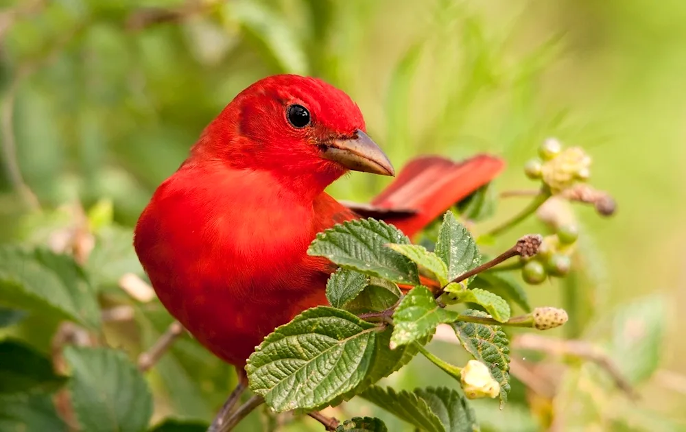 Red Lorikeet