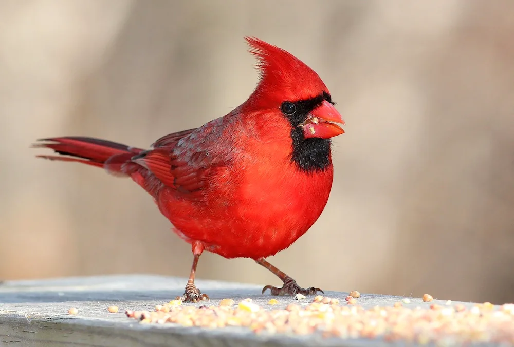 Red-headed Cardinal