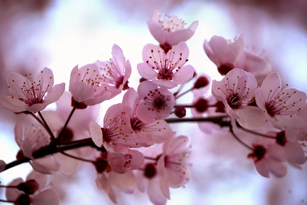 Beautiful background flowers