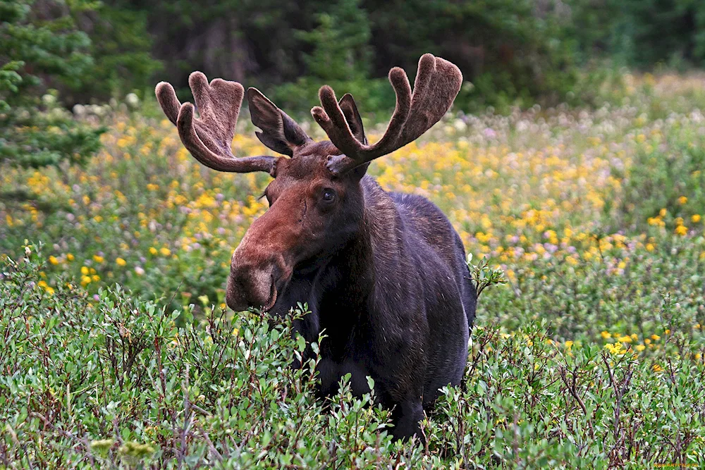 Visimsky Reserve Elk