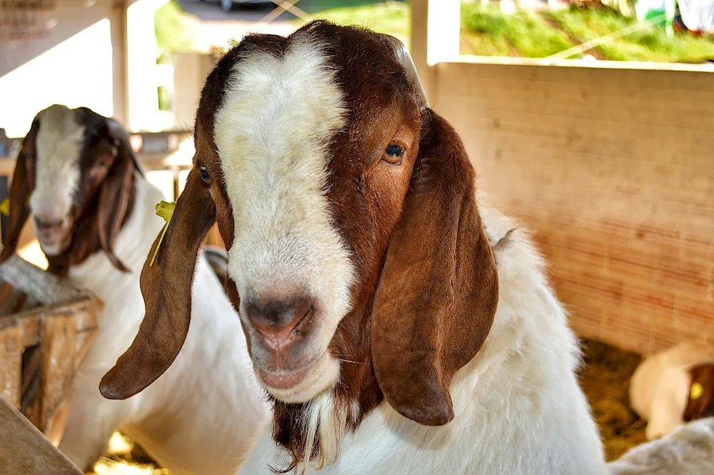 Nubian lop goat