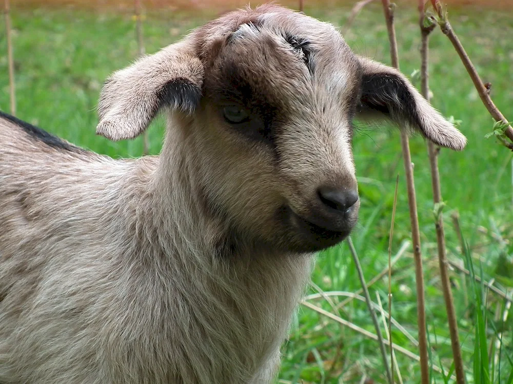 Nubian goat