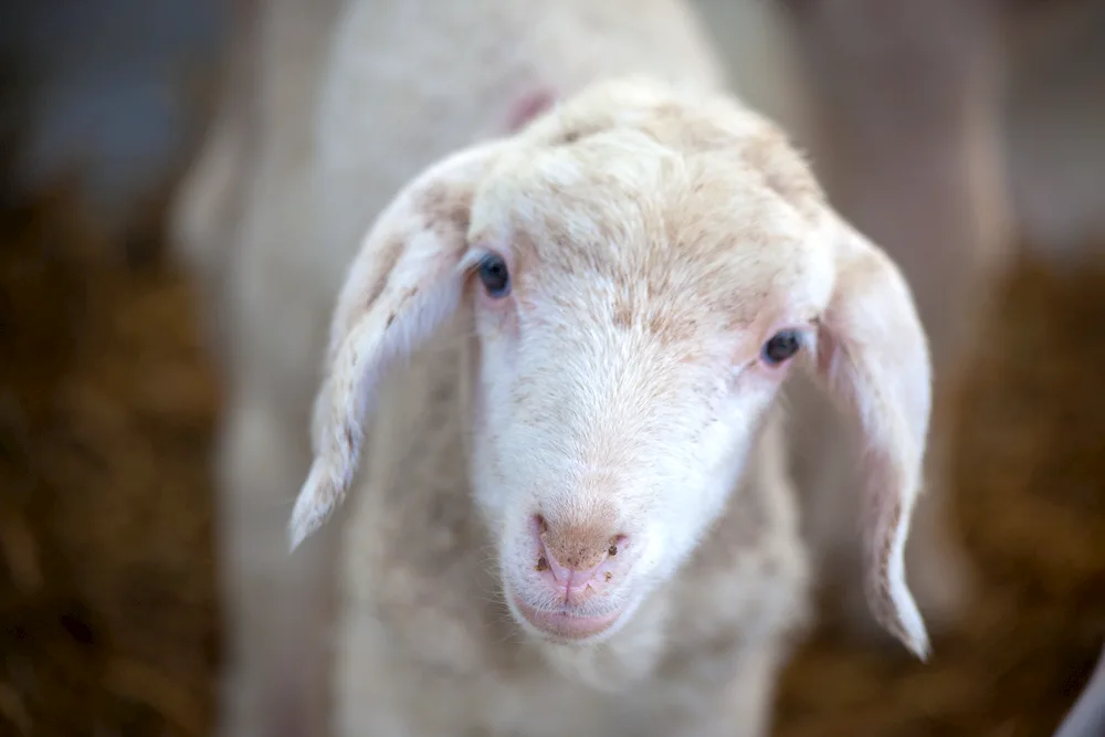 Nubian lop-eared goat