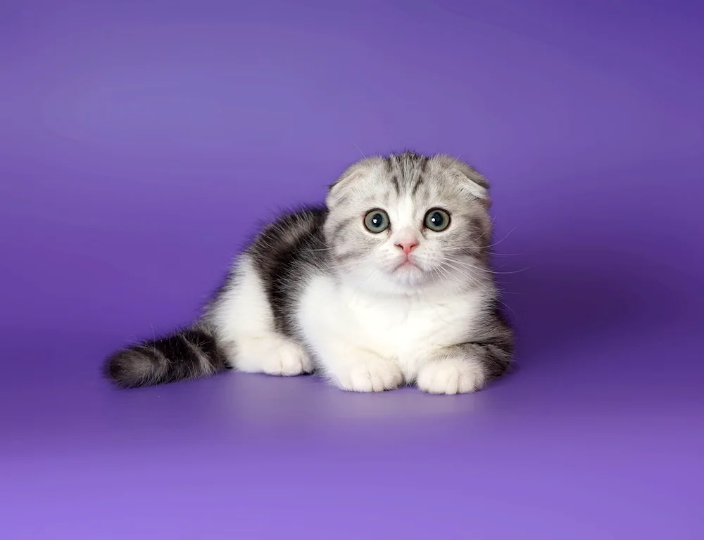 Scottish Fold Scottish lop