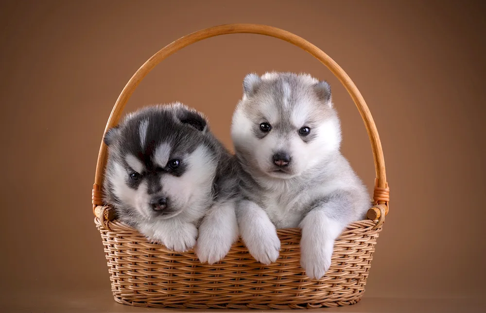 Whiskered Huskies