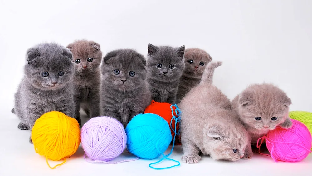 Scottish lop cat grey white