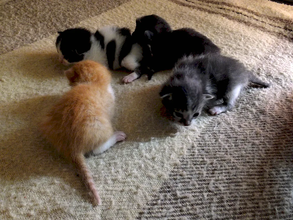 Whispering kittens just born